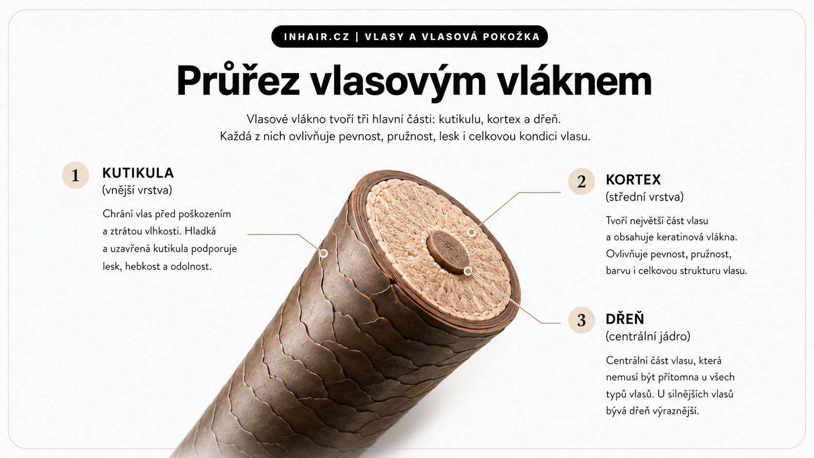 Průřez vlasovým vláknem – kutikula, kortex a dřeň