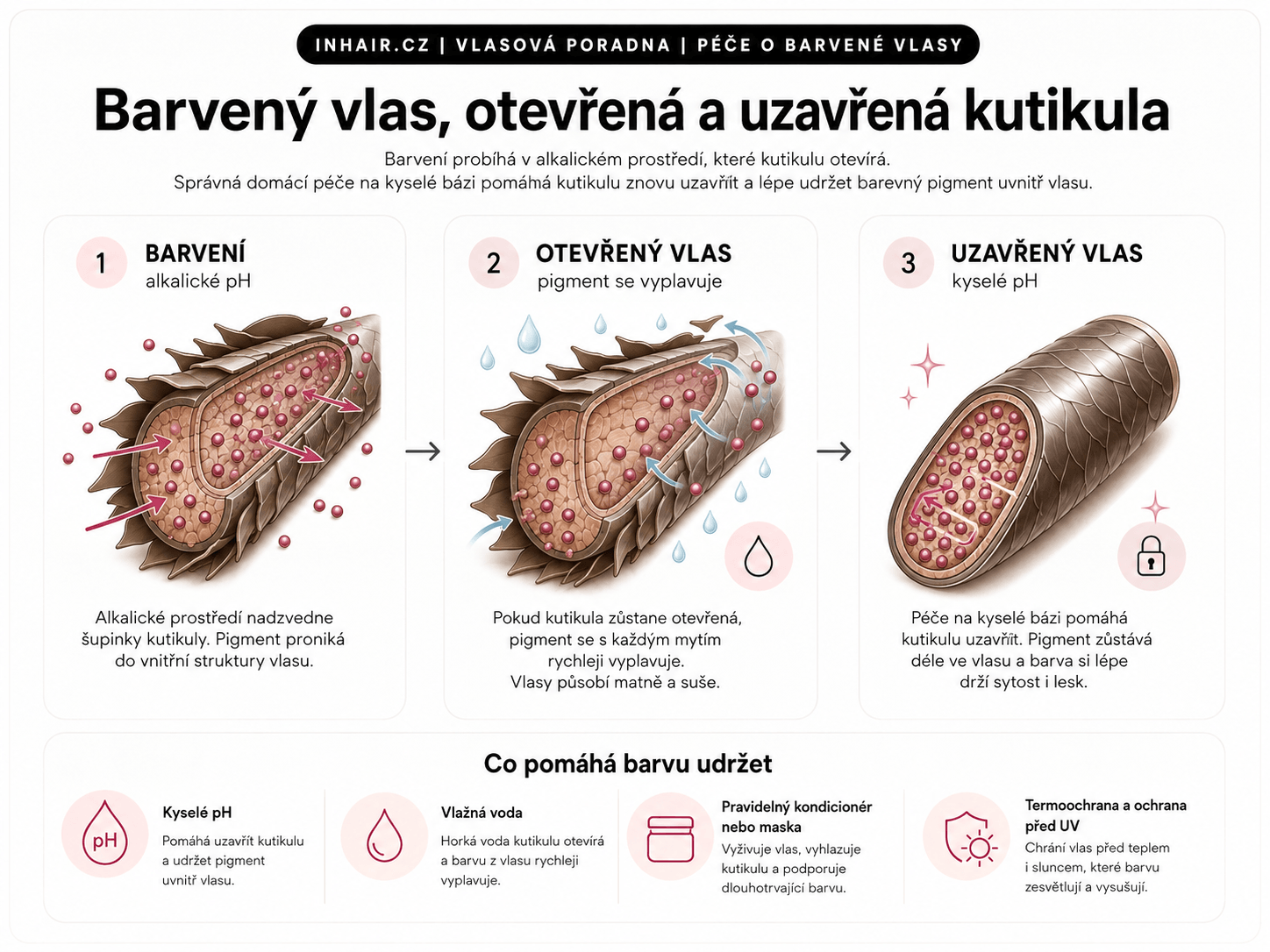 Schéma stavby barveného vlasu: kutikula, kortex a uložení barevného pigmentu