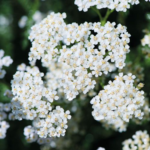 Řebříček (achillea millefolium) | Antiflogistikum (působí protizánětlivě), adstringentní, antiseptický, léčí, hemostatický (zastavuje krvácení)