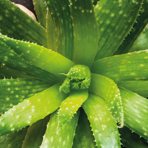 Aloe (aloe ferox) Hydratační, zklidňující, léčivé, protizánětlivé, antimykotické, bakteriostatické, působí proti volným radikálům, zabraňuje zarudnutí.