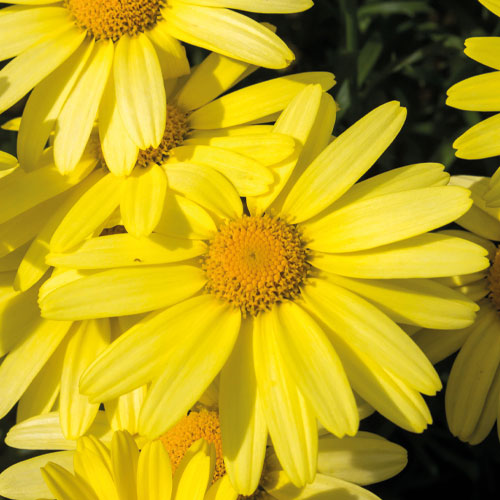 Arnika (arnica montana) | Stimulační, snižuje napětí pokožky, adstringentní, protizánětlivá.