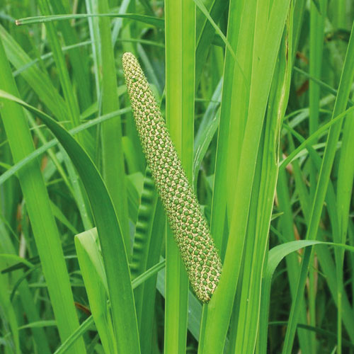 Puškvorec, kalamus (arcorus calamus) | Stimulační, tonizační, aromatizační.