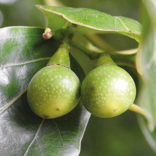 Kafr (camphora) | Aromatizační, deodorizační, čisticí, antiseptický, hyperemizující, stimulující.