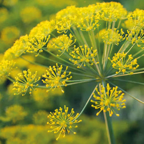 Galbanum (ferula galbaniflua) | Působí proti zanícení a léčí.
