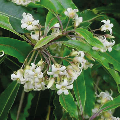 Myrha (commiphora myrrha) Adstringentní, čisticí, regenerační, tonizační, zklidňující