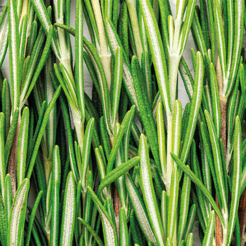 Rozmarýn (rosmarinus officinalis) | Čistí vlasovou pokožku, je antimikrobiální, adstringentní a antioxidační. Zlepšují prokrvení vlasové pokožky. Podporuje hojení zánětlivé vlasové pokožky.